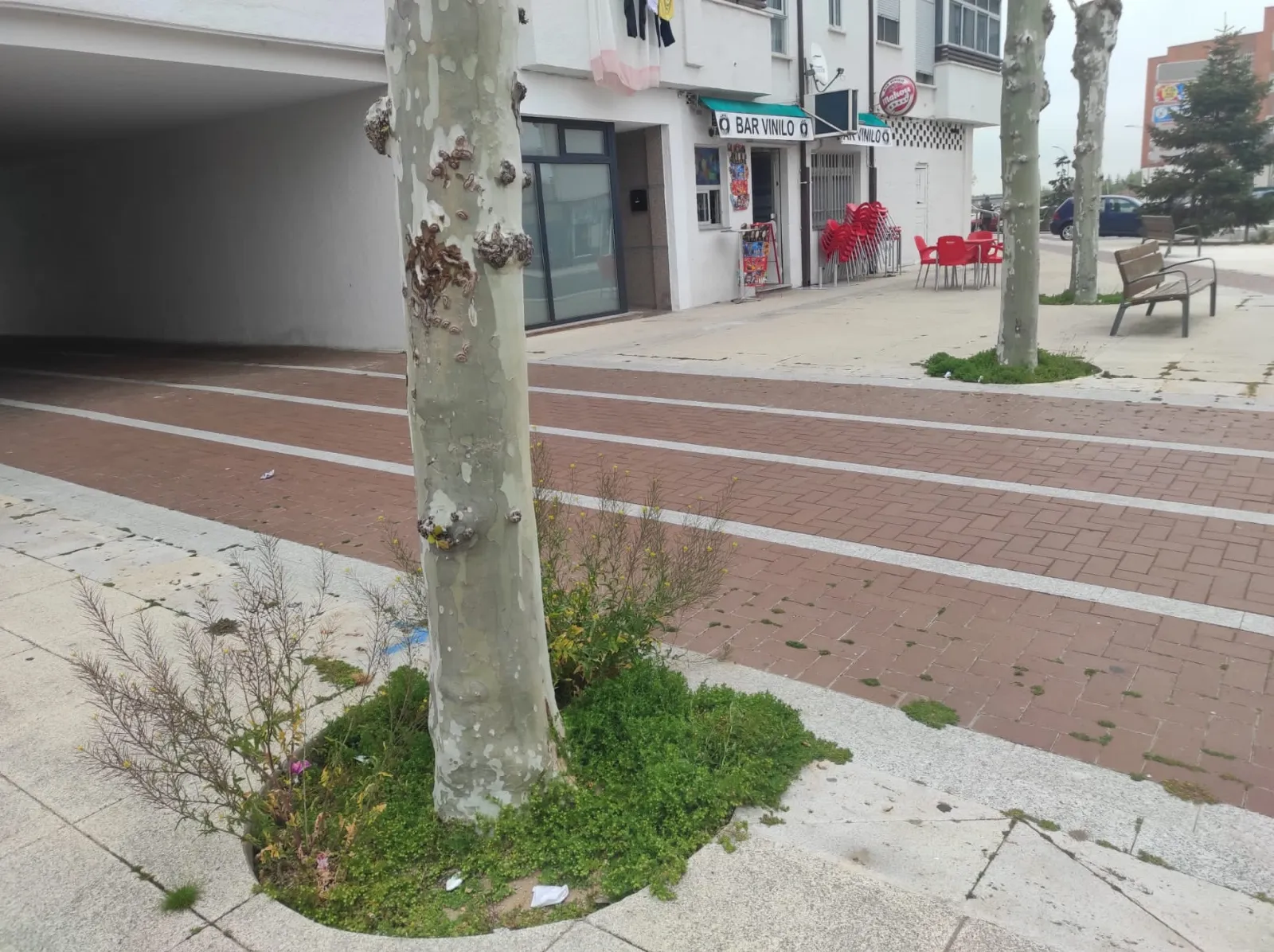 Foto 3 - Ciudadanos pide "tomar cartas en el asunto" en la mejora de las zonas verdes de la ciudad
