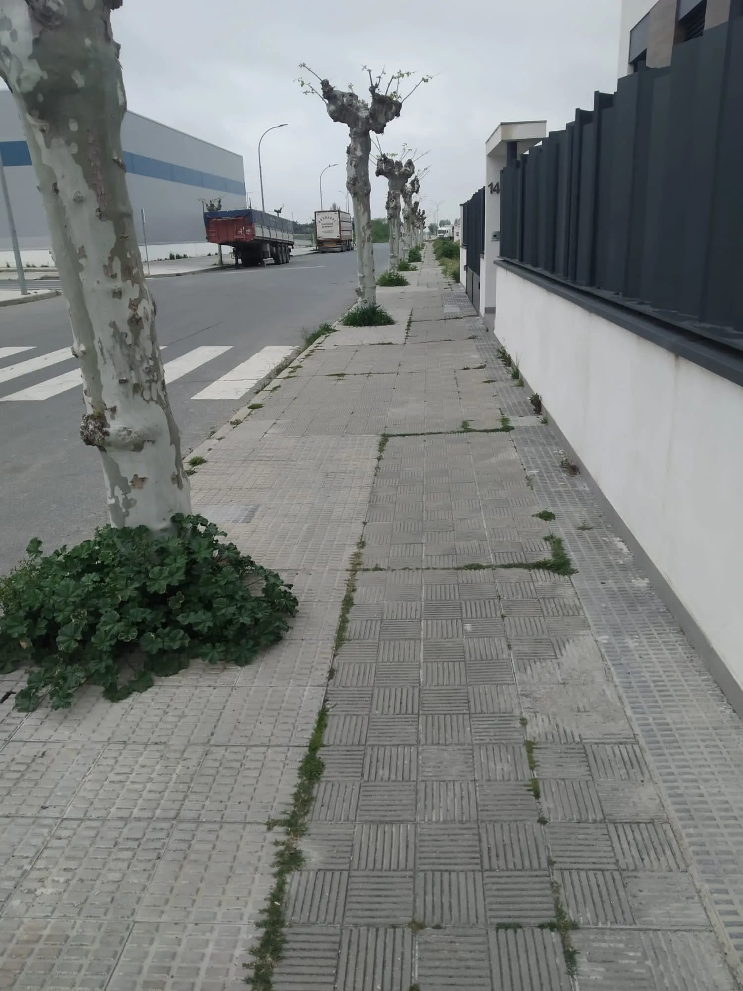 Foto 10 - Ciudadanos pide "tomar cartas en el asunto" en la mejora de las zonas verdes de la ciudad