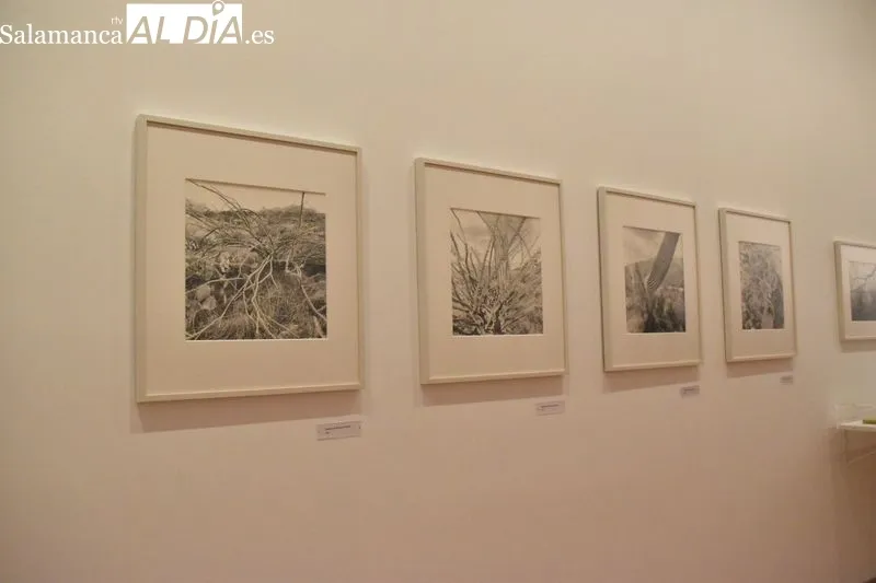 Presentación de la exposición ‘Lee Friedlander’ en el Museo DA2 | Fotos: Vanesa Martins