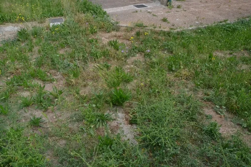 Foto 8 - Quejas por el estado de la hierba del patio del Colegio El Puente