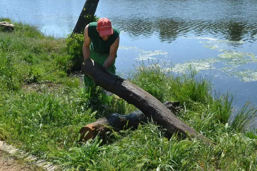 Foto 11 - En marcha una operaci&oacute;n de extracci&oacute;n de &aacute;rboles ca&iacute;dos al cauce del r&iacute;o