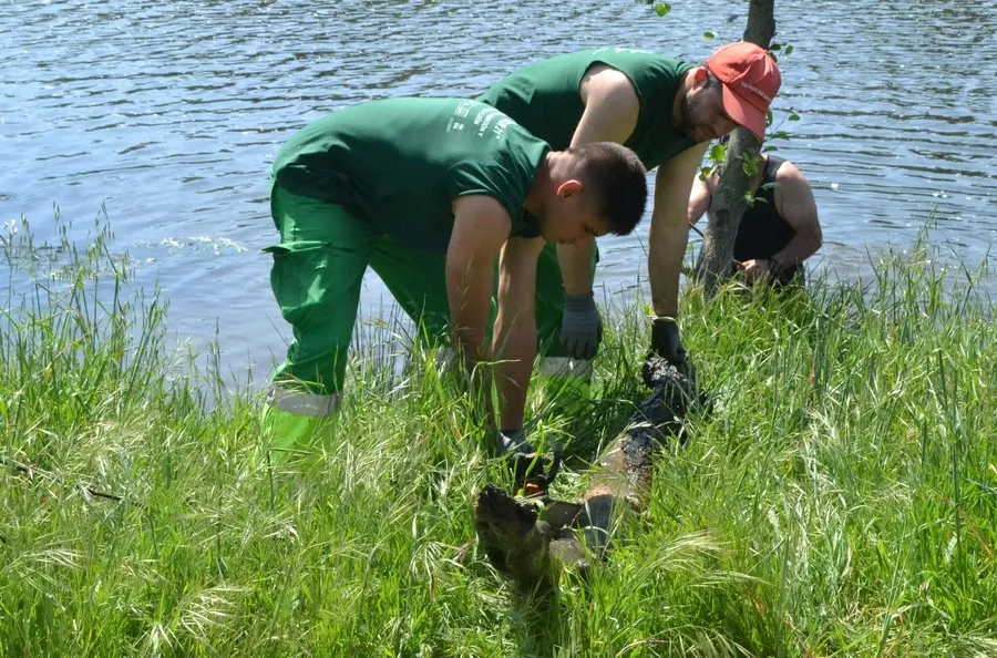 Foto 10 - En marcha una operaci&oacute;n de extracci&oacute;n de &aacute;rboles ca&iacute;dos al cauce del r&iacute;o