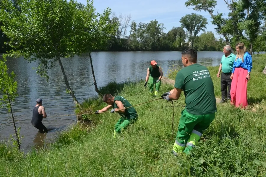 Foto 9 - En marcha una operaci&oacute;n de extracci&oacute;n de &aacute;rboles ca&iacute;dos al cauce del r&iacute;o