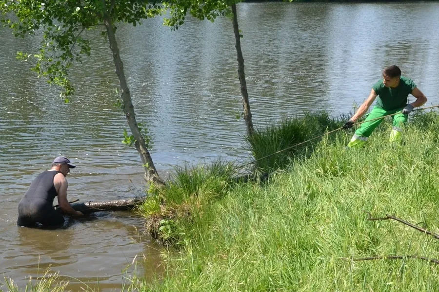 Foto 8 - En marcha una operaci&oacute;n de extracci&oacute;n de &aacute;rboles ca&iacute;dos al cauce del r&iacute;o