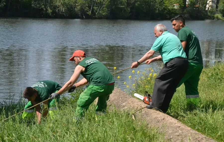 Foto 7 - En marcha una operaci&oacute;n de extracci&oacute;n de &aacute;rboles ca&iacute;dos al cauce del r&iacute;o