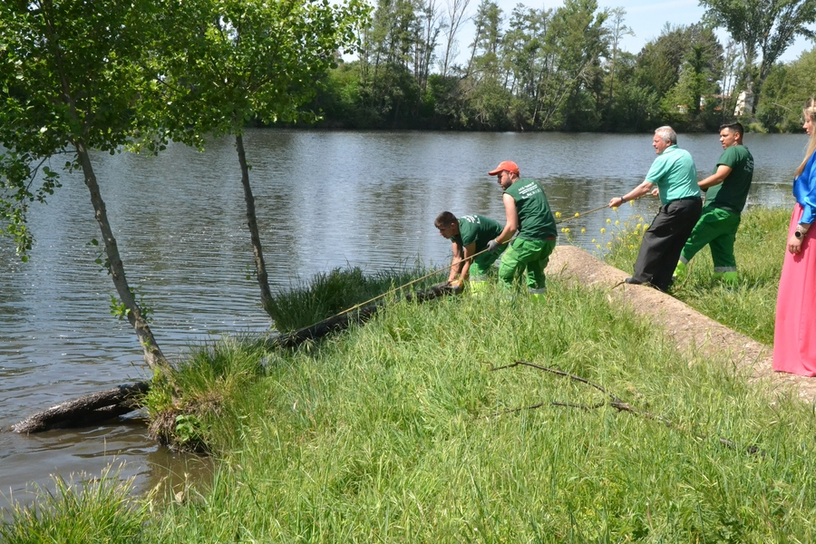 Foto 6 - En marcha una operación de extracción de árboles caídos al cauce del río