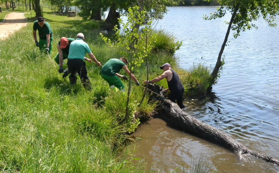 Foto 5 - En marcha una operación de extracción de árboles caídos al cauce del río