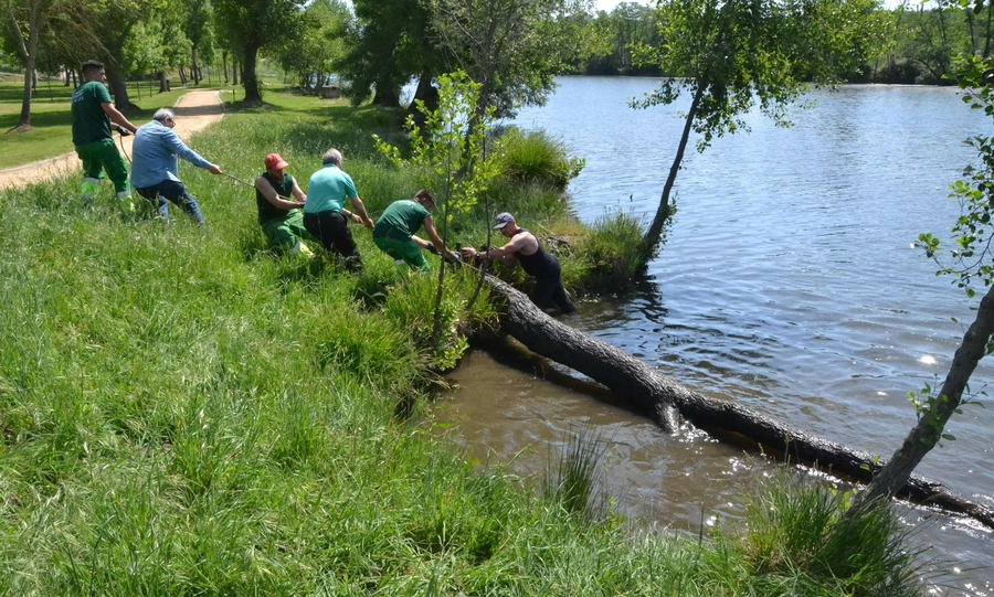 Foto 4 - En marcha una operación de extracción de árboles caídos al cauce del río