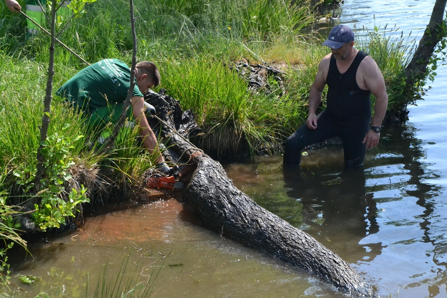 Foto 3 - En marcha una operación de extracción de árboles caídos al cauce del río