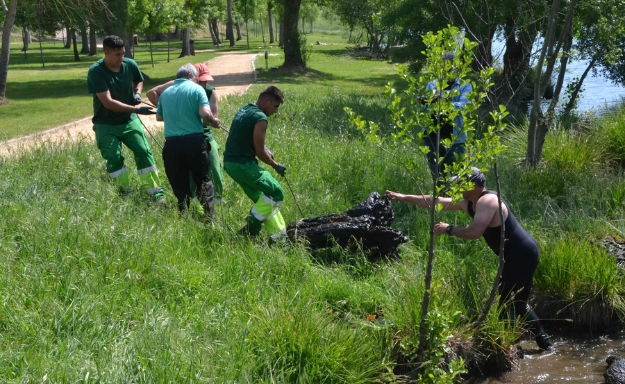 Foto 2 - En marcha una operación de extracción de árboles caídos al cauce del río