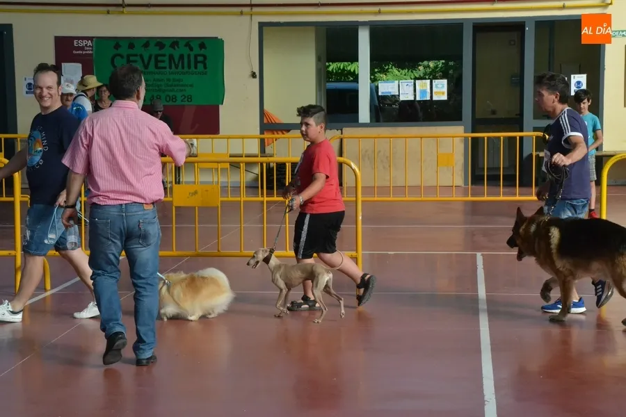 Foto 10 - M&aacute;s de una veintena de perros y dos ratas toman parte en el desfile del D&iacute;a de la Mascota