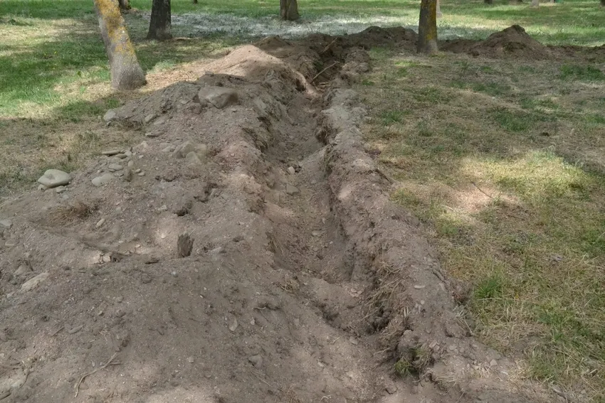 Foto 5 - El saneamiento de los &aacute;rboles de El Pic&oacute;n llega a las alturas
