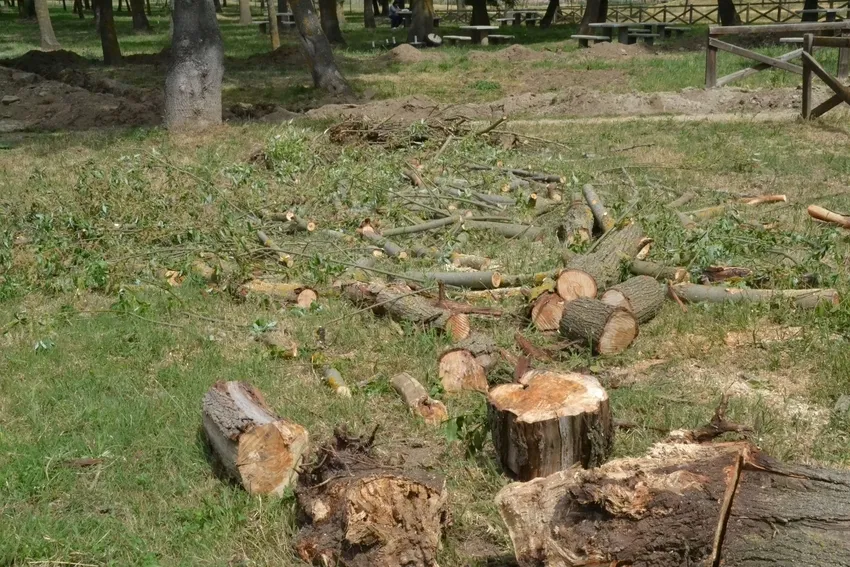 Foto 4 - El saneamiento de los &aacute;rboles de El Pic&oacute;n llega a las alturas