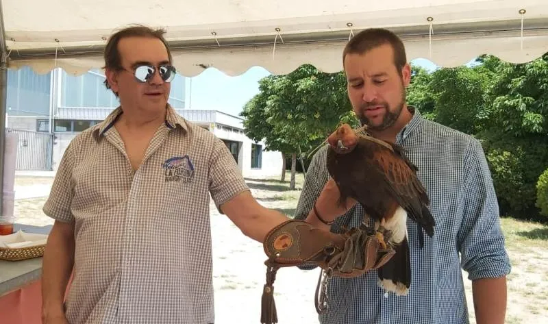 Foto 2 - Recuperado el &aacute;guila Harris que se escap&oacute; durante la Feria de Mayo
