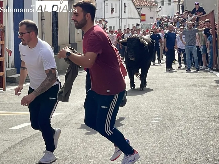 El Toro de San Isidro volvía este sábado a las calles de Cantalpino