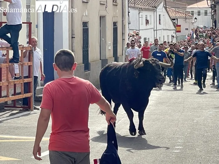 El Toro de San Isidro volvía este sábado a las calles de Cantalpino