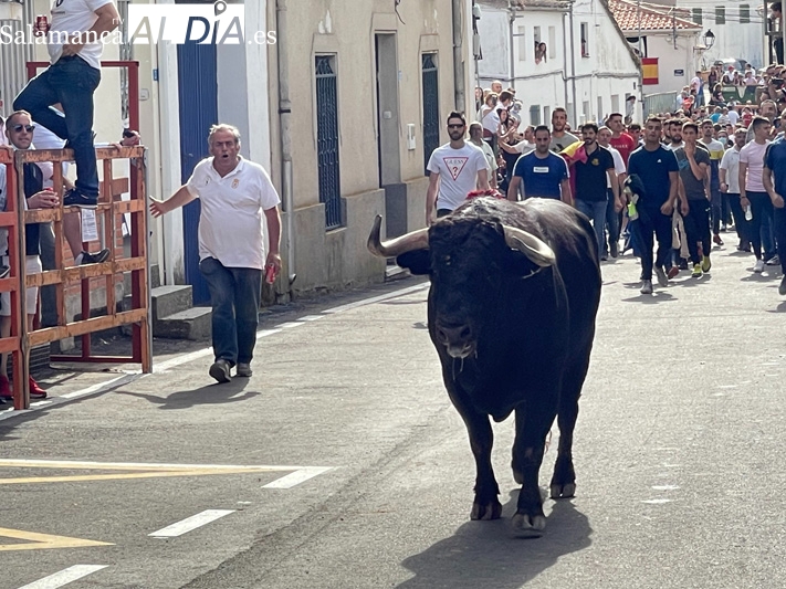 El Toro de San Isidro volvía este sábado a las calles de Cantalpino