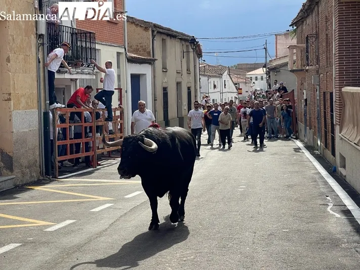 El Toro de San Isidro volvía este sábado a las calles de Cantalpino