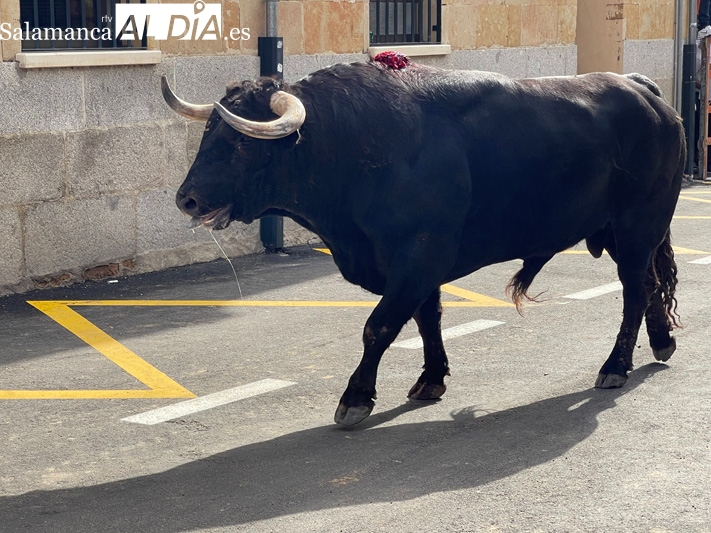 El Toro de San Isidro volvía este sábado a las calles de Cantalpino