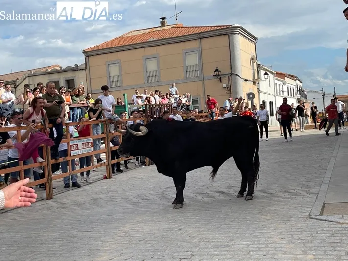 El Toro de San Isidro volvía este sábado a las calles de Cantalpino