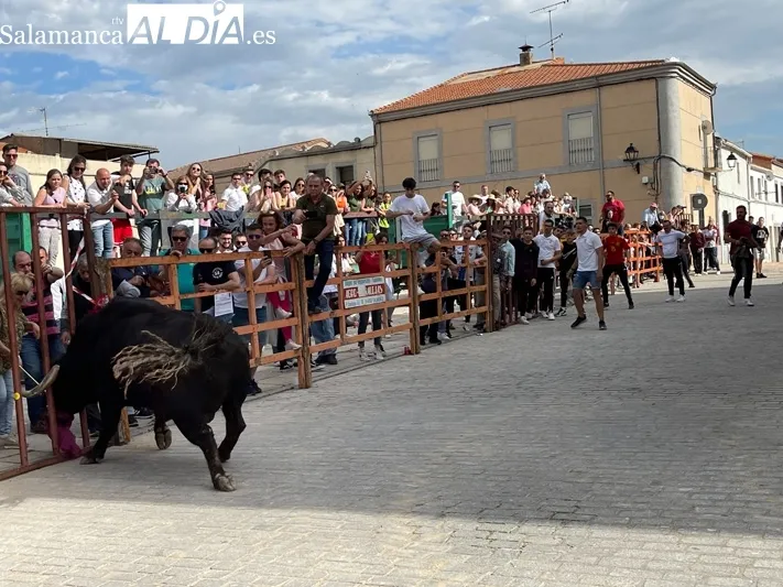 El Toro de San Isidro volvía este sábado a las calles de Cantalpino