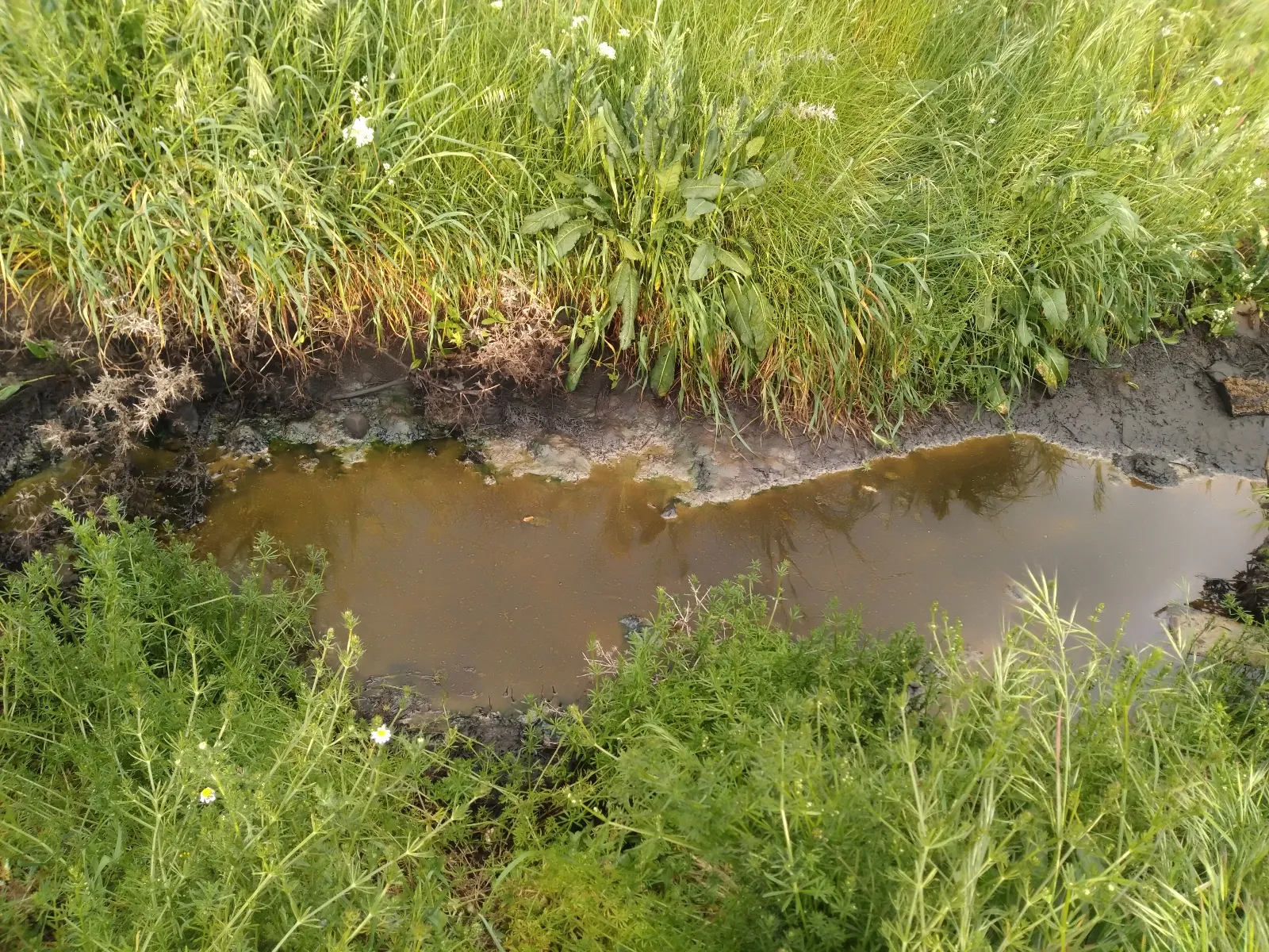Foto 3 - PeC denuncia la presencia de residuos t&oacute;xicos en el entorno del pol&iacute;gono industrial El Inestal  
