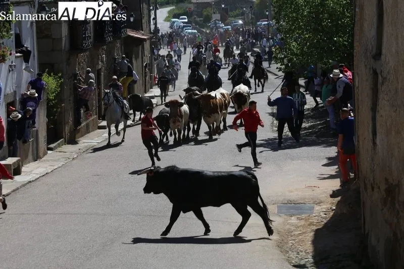 Primer encierro de las fiestas del Noveno en San Felices de los Gallegos / CORRAL 