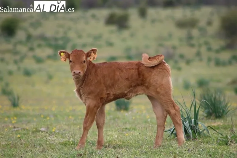 Momento dulce para el vacuno de carne, aunque no todo es oro lo que reluce / CORRAL 