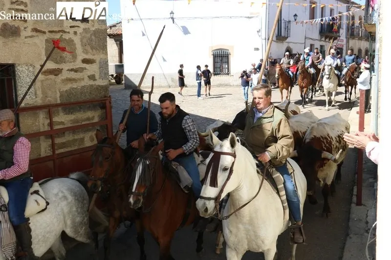 Primer encierro de las fiestas del Noveno en San Felices de los Gallegos / CORRAL 