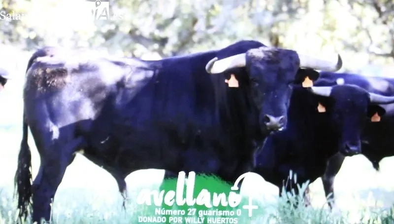 Acto de presentación del VI Toro de Cajón del pre-Corpus de Vitigudino, festejo promovido por la ASociación Taurina Villa de Vitigudino / CORRAL  