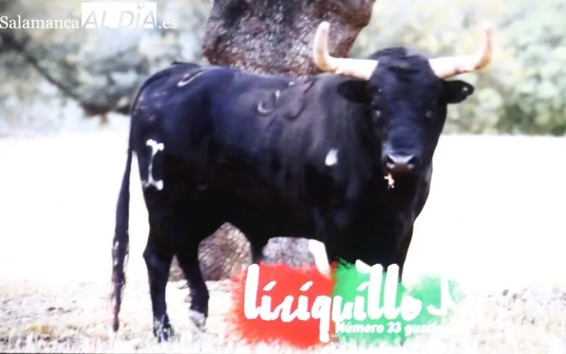 Acto de presentación del VI Toro de Cajón del pre-Corpus de Vitigudino, festejo promovido por la ASociación Taurina Villa de Vitigudino / CORRAL  