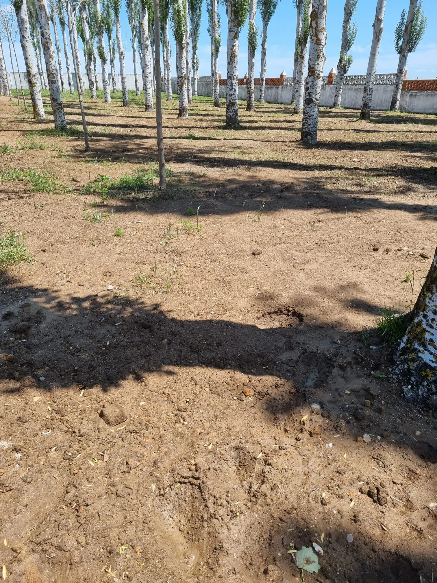 Foto 2 - El PP afirma que la realidad de Pe&ntilde;aranda hoy son "zonas verdes descuidadas y sin un mantenimiento y las piscinas muy lejos de estar preparadas en fecha"