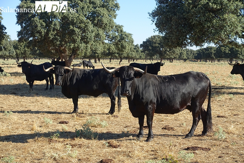 Foto 2 - “La vaca morucha garantiza carne de excelente calidad, la más sana y saludable del mercado”