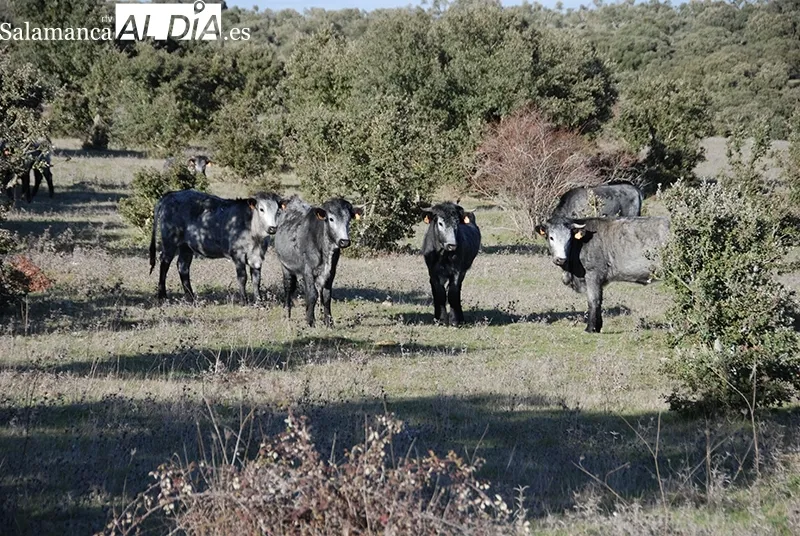 Foto 3 - &ldquo;La vaca morucha garantiza carne de excelente calidad, la m&aacute;s sana y saludable del mercado&rdquo;