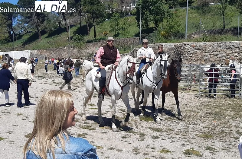 Foto 18 - Buena acogida de la Tradicional Feria de Ganado a B&eacute;jar