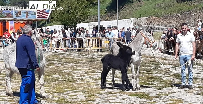 Foto 16 - Buena acogida de la Tradicional Feria de Ganado a B&eacute;jar