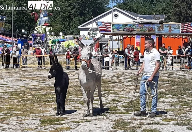 Foto 13 - Buena acogida de la Tradicional Feria de Ganado a B&eacute;jar