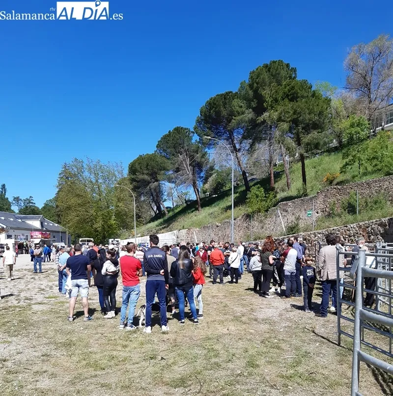 Foto 8 - Buena acogida de la Tradicional Feria de Ganado a B&eacute;jar