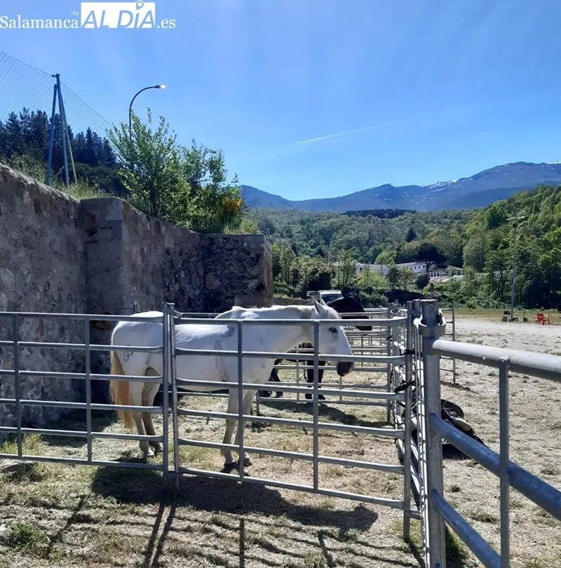 Foto 7 - Buena acogida de la Tradicional Feria de Ganado a B&eacute;jar
