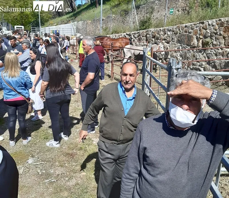 Foto 6 - Buena acogida de la Tradicional Feria de Ganado a B&eacute;jar