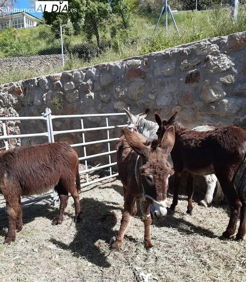 Foto 5 - Buena acogida de la Tradicional Feria de Ganado a B&eacute;jar