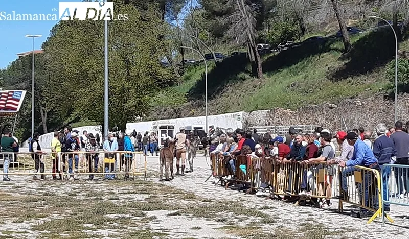 Foto 4 - Buena acogida de la Tradicional Feria de Ganado a B&eacute;jar