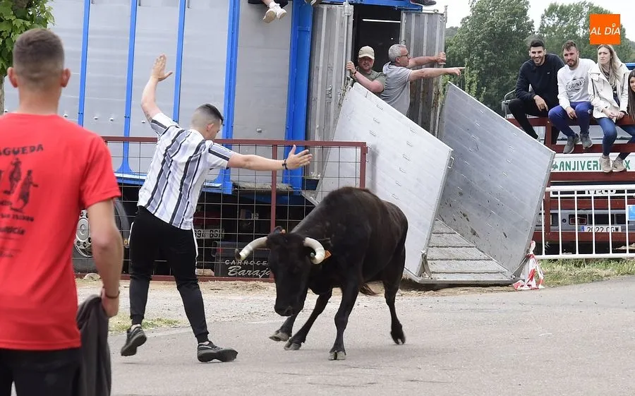 Las vacas y toro de cajón pusieron din a las fiestas en Águeda| Rep.Gráfico: Adrián M.Pastor