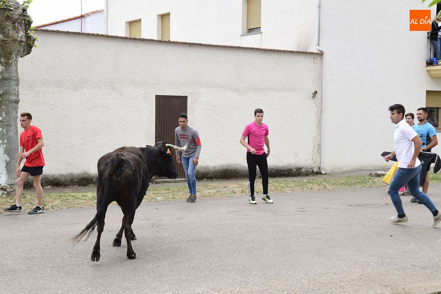 Las vacas y toro de cajón pusieron din a las fiestas en Águeda| Rep.Gráfico: Adrián M.Pastor