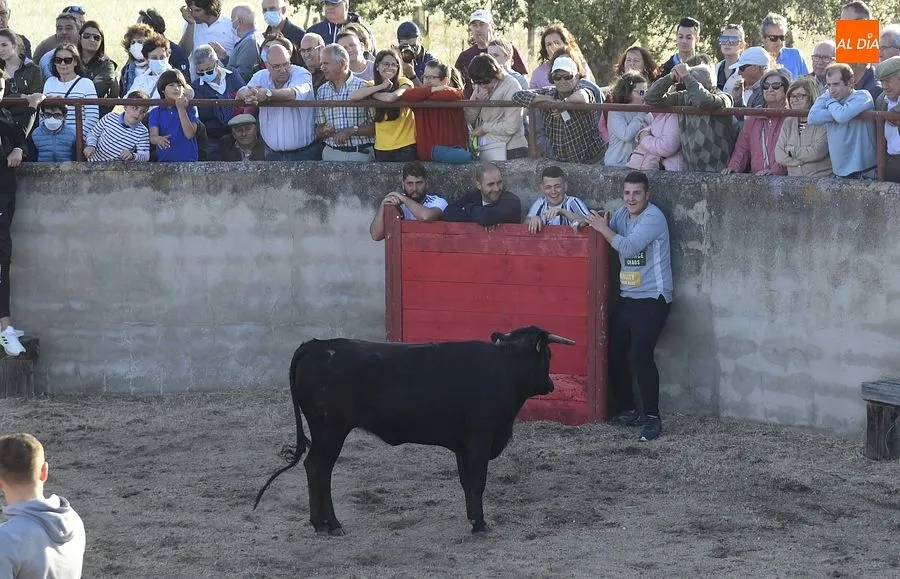 Festejos populares en Carpio de Azaba | Rep: Gráfico: Adrián M. Pastor