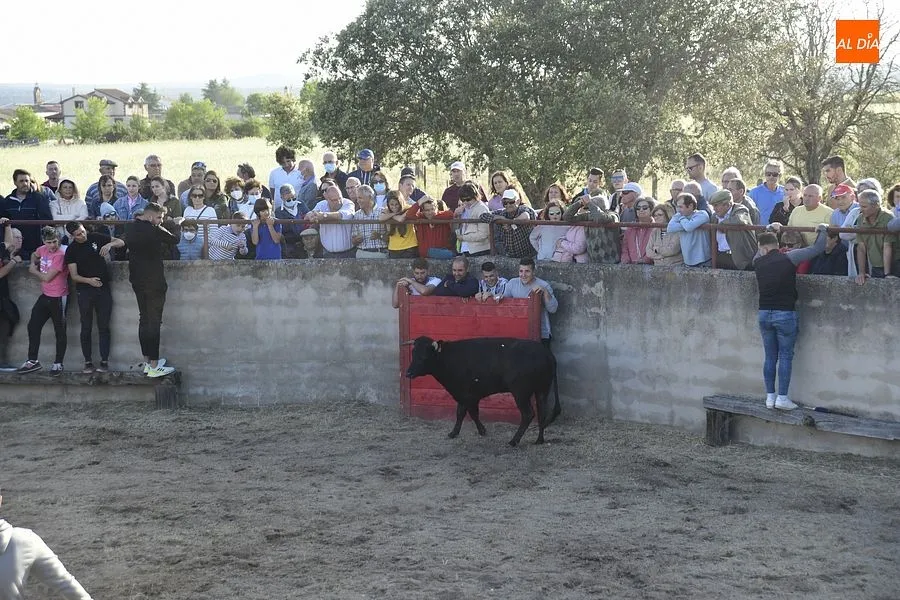 Festejos populares en Carpio de Azaba | Rep: Gráfico: Adrián M. Pastor