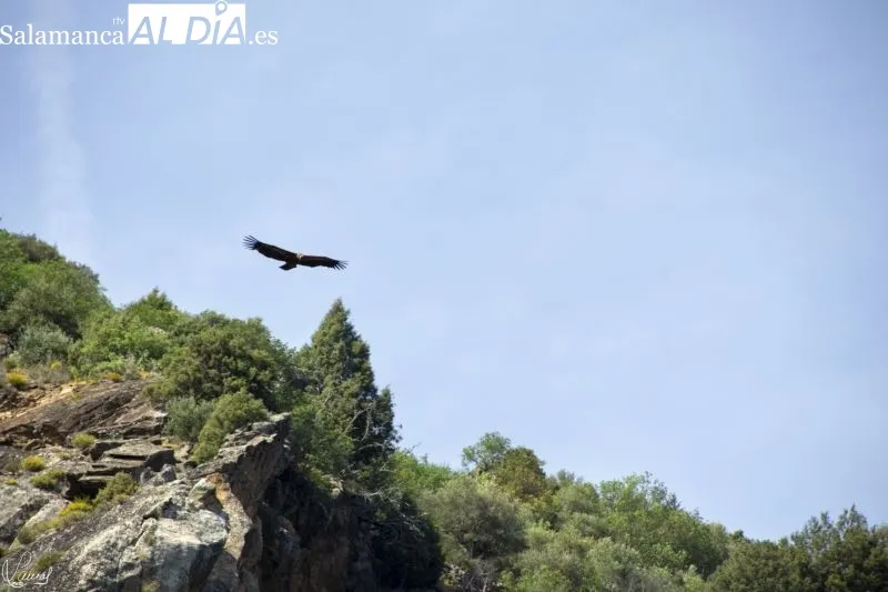 Crucero en Arribes del Duero - Manuel Lamas