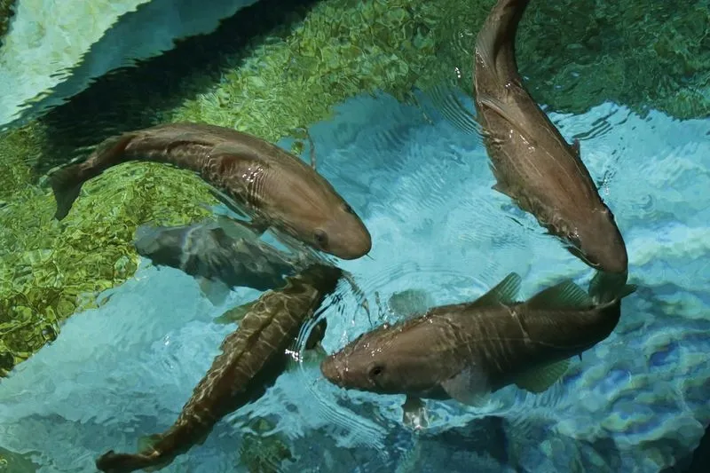 Acuario de los Bacalaos, en el Museo Marítimo de Ílhavo