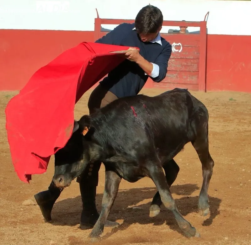 Foto 2 - Segunda eliminatoria del V Bols&iacute;n Taurino Botijo de Filigrana