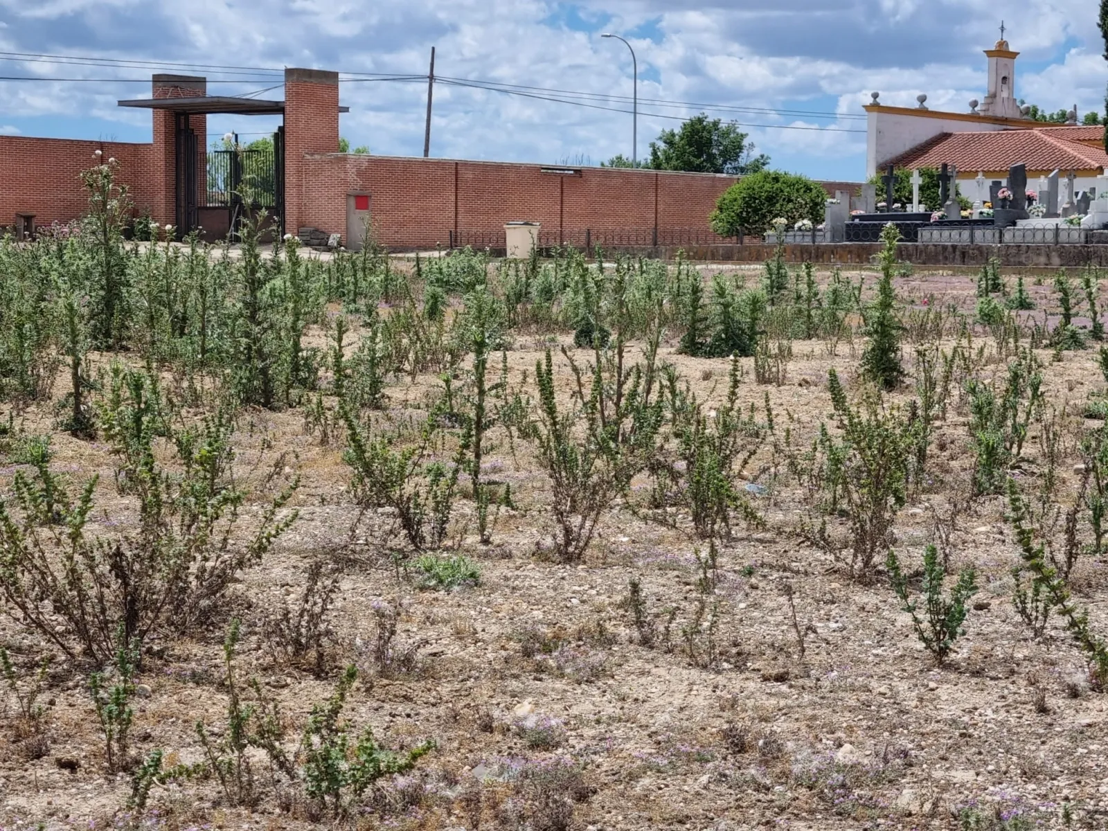 Foto 2 - El PP denuncia la "pasividad denunciable" y el "abandono" que presenta el Cementerio municipal